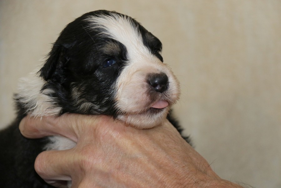 Štěňata - Puppies | SRDCOVÉ ESO australian shepperd, patterdale terrier