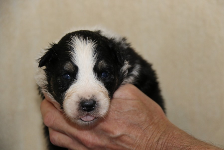 Štěňata - Puppies | SRDCOVÉ ESO australian shepperd, patterdale terrier